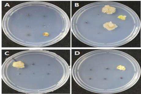 딸기 품종 ‘무하’의 Fe-EDTA 첨가 농도에 따른 callus 유기율 (A, Fe-EDTA 0mg·L-1; B, Fe-EDTA 25mg·L-1; C, Fe-EDTA 50mg·L-1; D, Fe-EDTA 100mg·L-1)
