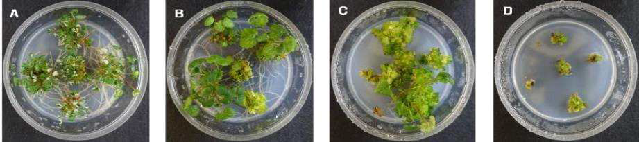 MS 배지 농도에 따른 재분화 식물체 (A, ×0.5MS; B, ×1.0MS; C, ×2.0MS; D, ×4.0MS)