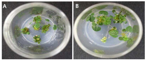 Membrane filter 부착 유무에 따른 재분화 식물체 (A, membrane filter 부착; B, membrane filter 미부착)