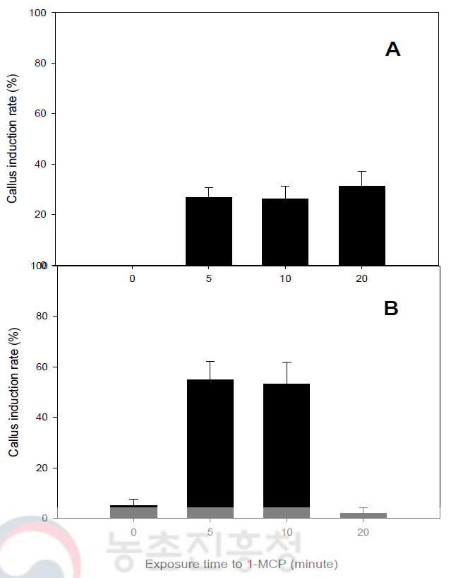 딸기 품종 ‘죽향’ 1-MCP 노출 농도에 따른 callus 유기 (A, MS medium + myo-inositol 100mg·L-1; B, B-5 medium + myo-inositol 100mg·L-1)