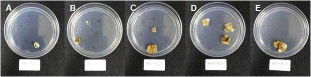 딸기 품종 ‘설향’ AgNO3 첨가별 callus 유기 (A, MS; B, MS + AgNO3 5mg·L-1; C, MS + AgNO3 15mg·L-1; D, MS + AgNO3 25mg·L-1; E, MS + AgNO3 30mg·L-1)