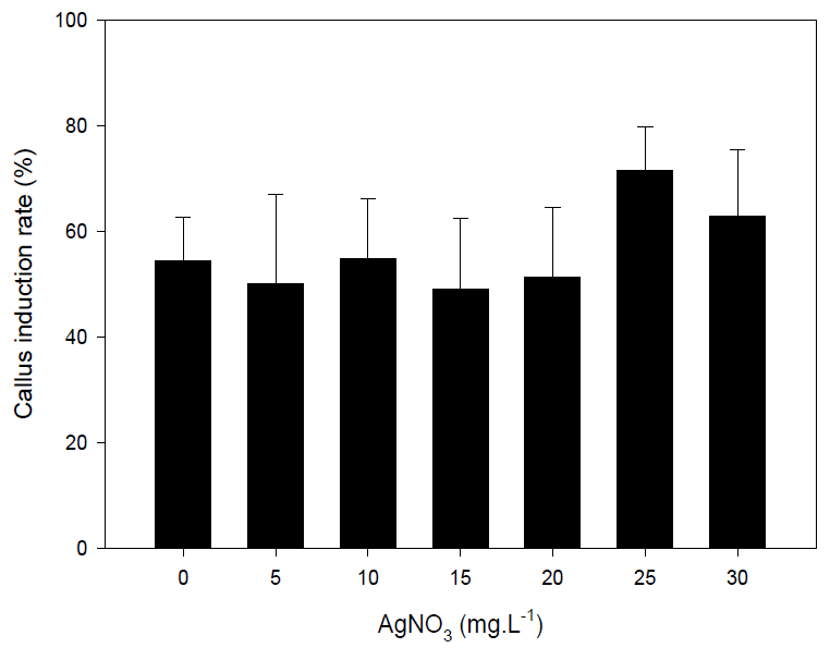 딸기 품종 ‘죽향’ AgNO3 첨가 농도별 Callus 유기율