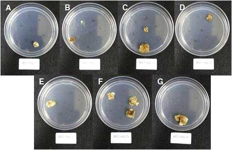 딸기 품종 ‘죽향’의 AgNO3 첨가 농도별 Callus 유기 (A, MS; B, MS + AgNO3 5mg·L-1; C, MS + AgNO3 10mg·L-1; D, MS + AgNO3 15mg·L-1; E, MS + AgNO3 20mg·L-1; F, MS + AgNO3 25mg·L-1; G, MS + AgNO3 30mg·L-1)