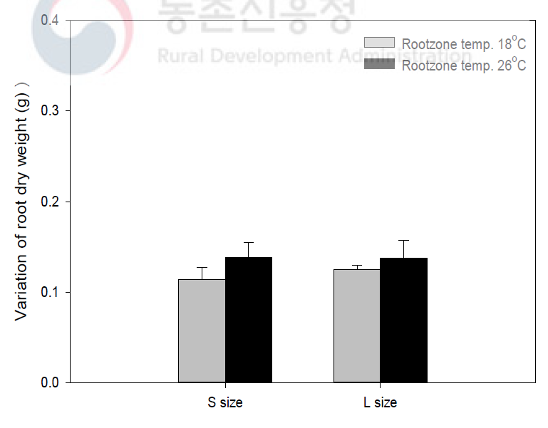 지하부에 따른 기내 재분화 식물체 지하부 건물중 변화