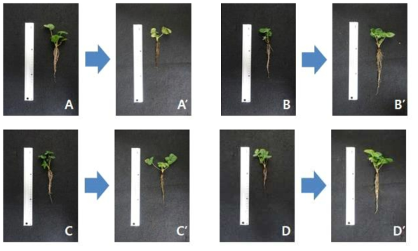 딸기 재분화 식물체 순화 실험 전과 후 (A, L size 재분화 식물체 순화 실험 전; A´, L size 재분화 식물체 지하부 18℃에서 4주 순화 실험 후; B, S size 재분화 식물체 순화 실험 전; B´, S size 재분화 식물체 지하부 18℃에서 4주 순화 실험 후; C, L size 재분화 식물체 순화 실험 전; C´, L size 재분화 식물체 지하부 26℃에서 4주 순화 실험 후; D, S size 재분화 식물체 순화 실험 전; D´, S size 재분화 식물체 지하부 26℃에서 4주 순화 실험 후)