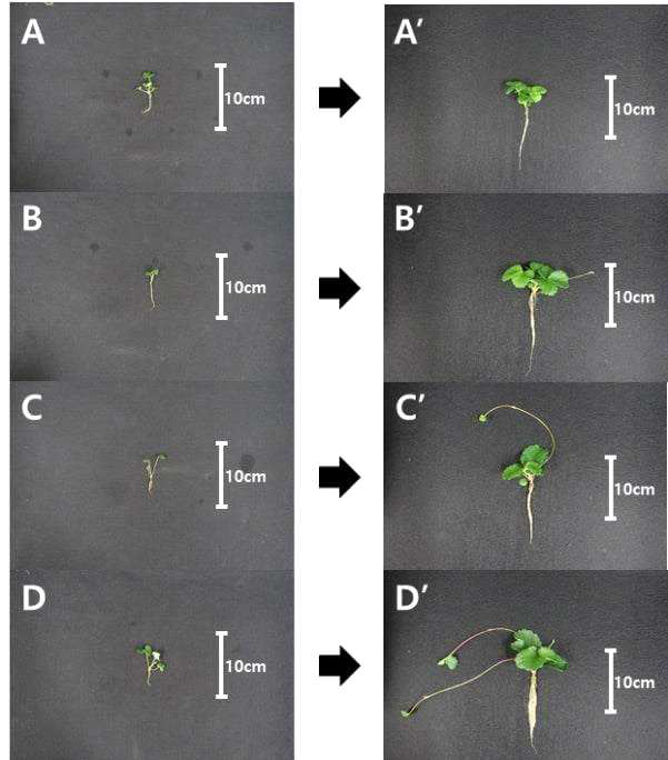 광량에 따른 ‘죽향’ 약 유래 재분화 식물체 배양 전과 후 생육 변화 (A, 50μ ㏖·m-2·s-1 광량에서 배양 전 약 유래 식물체; A’, 50μ㏖·m-2·s-1 광량에서 4주 동안 배양한 후 약 유래 식물체; B, 100μ㏖·m-2·s-1 광량에서 배양 전 약 유래 식물체; B’, 100μ㏖·m-2·s-1 광량에서 4주 동안 배양한 후 약 유래 식물체; C, 150μ㏖·m-2·s-1 광량에서 배양 전 약 유래 식물체; C’; 150μ㏖·m-2·s-1 광량에서 4주 동안 배양한 후 약 유래 식물체; D, 100μ㏖·m-2·s-1 광량에서 배양 전 약 유래 식물체; D’, 100μ㏖·m-2·s-1 광량에서 4주 동안 배양한 후 약 유래 식물체)