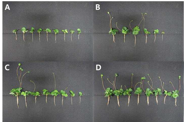 광량에 따라 4주 동안 배양 후 약 유래 재분화 식물체의 생육 비교 (A, 50μ㏖·m-2·s-1; B, 100μ㏖·m-2·s-1; C, 150μ㏖·m-2·s-1; D, 100μ㏖·m-2·s-1)
