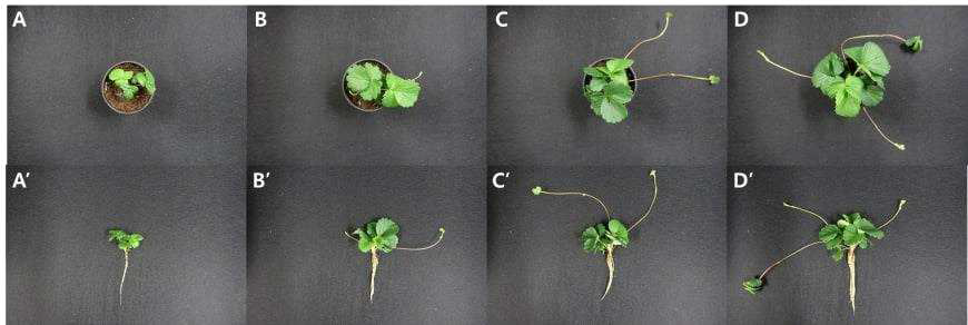 광량에 따라 4주 동안 배양한 약 유래 재분화 식물체 (A, 50μ㏖·m-2·s-1 광량에서 배양한 후 포트에서 분리 전 재분화 식물체; A‘, 50μ㏖·m-2·s-1 광량에서 배양한 후 포트에서 분리한 약 유래 재분화 식물체; B, 100μ㏖·m-2·s-1 광량에서 배양한 후 포트에서 분리 전 재분화 식물체; B‘, 100μ㏖·m-2·s-1 광량에서 배양한 후 포트에서 분리한 약 유래 재분화 식물체; C, 150μ㏖·m-2·s-1 광량에서 배양한 후 포트에서 분리 전 재분화 식물체; C‘, 150μ㏖·m-2·s-1 광량에서 배양한 후 포트에서 분리한 약 유래 재분화 식물체; D, 200μ㏖·m-2·s-1 광량에서 배양한 후 포트에서 분리 전 재분화 식물체; D‘, 200μ㏖·m-2·s-1 광량에서 배양한 후 포트에서 분리한 약 유래 재분화 식물체)
