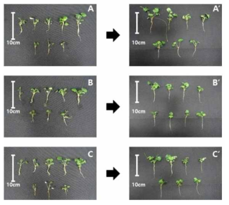 광질에 따른 ‘죽향’ 약 유래 재분화 식물체 배양 전과 후 생육 변화 (A, 적색광에서 배양 전 약 유래 식물체; A’, 적색광에서 4주 동안 배양한 후 약 유래 식물체; B, 청색광에서 배양 전 약 유래 식물체; B’ 청색광에서 4주 동안 배양한 후 약 유래 식물체; C, 백색광에서 배양 전 약 유래 식물체; C’, 백색광에서 4주 동안 배양한 후 약 유래 식물체)