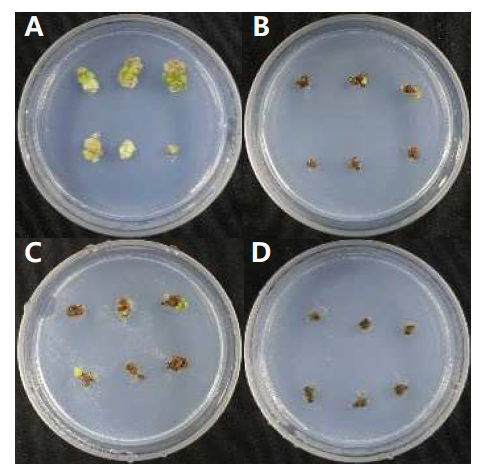 콜히친 농도 처리 후 ‘죽향’ 약 유래 Embryo 발생률(A, Colchicine 0mg·L-1; B, Colchicine 100mg·L-1; C, Colchicine 300mg·L-1; D, Colchicine 500mg·L-1)