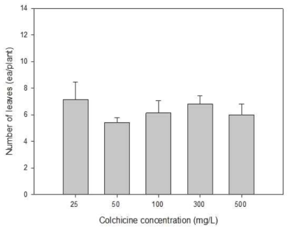 colchicine 처리농도에 따라 ‘죽향’ 약 유래 재분화 식물체 4주 동안 기내배양 후 엽수