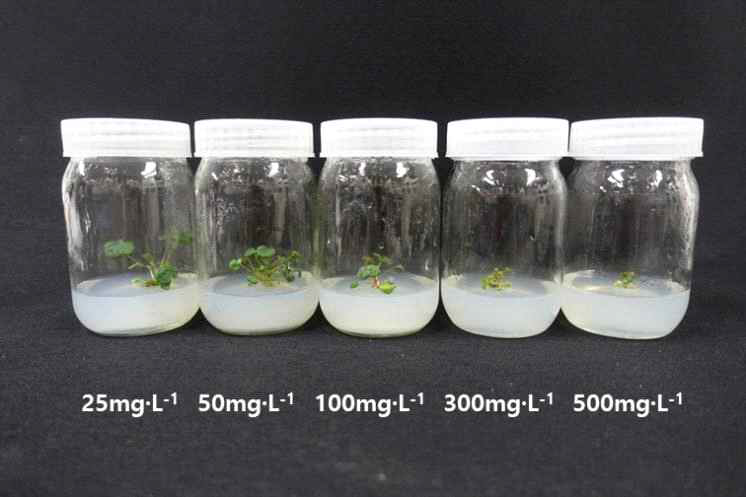 Colchicine 처리농도에 따라 기내배양 중인 ‘죽향’ 약 유래 재분화 식물체