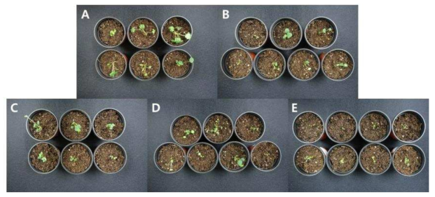 Colchicine 처리농도에 따라 4주 동안 기내배양 후 이색 포트에 이식한 ‘죽향’ 약유래 재분화 식물체 (A, 25mg·L-1; B, 50mg·L-1; C, 100mg·L-1; D, 300mg·L-1; E, 500mg·L-1)