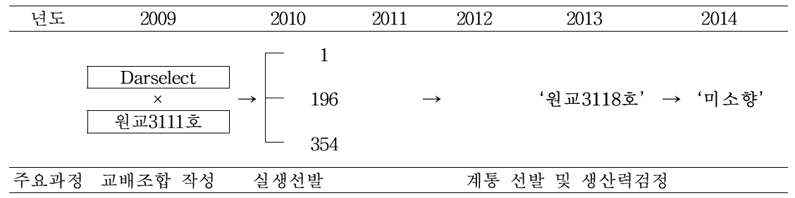 ‘미소향’ 육성계통도