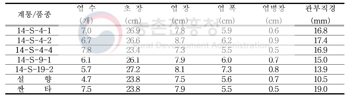 고령 시험포 정식 초기 식물체 특성