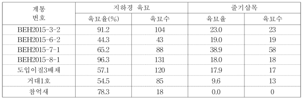 종간교잡 우량계통의 증식방법별 육묘율(%)