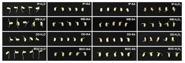 Germinated brown rice depending on cultivar and Elicitor Treatment. IP: Ilpumbyeo, WB: Wolbaek, DD: Dodamssal, BOC: Baekogchal, Con: raw brown rice, H2O: germinated brwon rice, IAA: Indol acetic acid, SA: Salicylic acid, H2O2: hydroperoxide