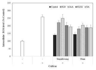 Protective Effect of germinated peanut extracts (100 μg/mL) depending on cultivars and elicitor treatment on tert-bytyl hydroperoxide (TBHP)-induced intraceullar reactive oxygen species (ROS) formation