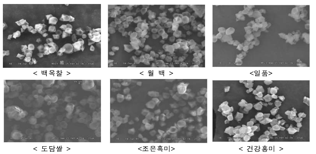 쌀 품종별 전분의 미세구조 (×2000배)