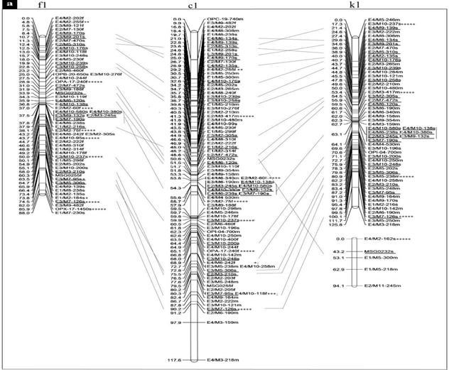 AFLP 기반 차나무 후슌 및 금설의 통합 유전자 지도(1)