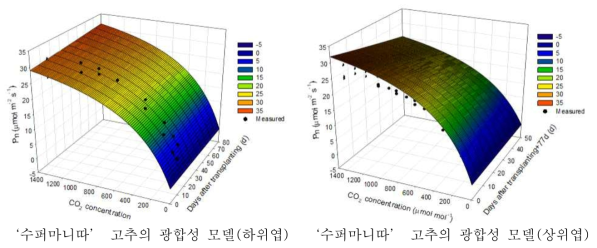 ‘수퍼마니따’고추의 광합성 모델(대조구)