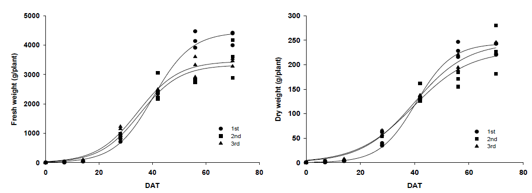 정식일에 따른 봄배추의 생체중(좌)와 건물중(우)의 생장(sigmoid 모델)