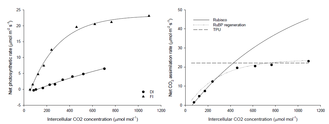 이산화탄소포화곡선(좌)와 충분히 관수된 배추의 생화학적 반응 곡선(우) DI: 관수량 결핍구(0mL/d/plant), FI: 충분히 관수된 처리구(500mL/d/plnat)