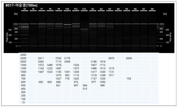 자동전기영동장치를 이용한 유전좌위 표시. F6~F10 6월에 채집된 개체들, F11~G3 8월에 채집된 개채들, G4~G8는 10월에 채집된 개체들. 왼쪽 끝에 정렬된 숫자는 standard임. 각 셀 밑에 숫자는 실제 bp를 의미함