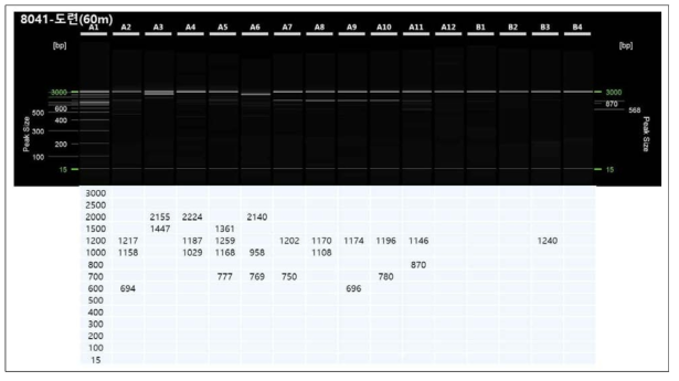 자동전기영동장치를 이용한 유전좌위 표시. A2~A6 6월에 채집된 개체들, A7~A11 8월에 채집된 개채들, A12~B4는 10월에 채집된 개체들. 왼쪽 끝에 정렬된 숫자는 standard임. 각 셀 밑에 숫자는 실제 bp를 의미함