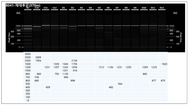 자동전기영동장치를 이용한 유전좌위 표시. C10~D2 6월에 채집된 개체들, D3~D7 8월에 채집된 개채들, D8~D12는 10월에 채집된 개체들. 왼쪽 끝에 정렬된 숫자는 standard임. 각 셀 밑에 숫자는 실제 bp를 의미함