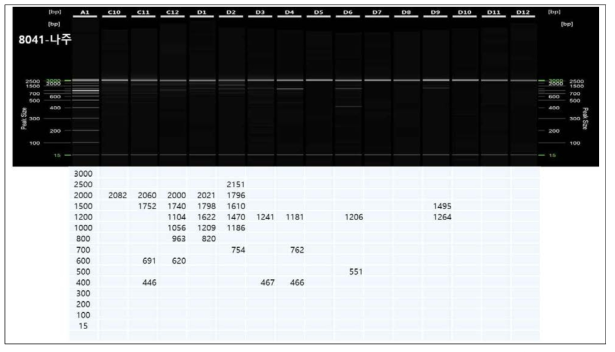 자동전기영동장치를 이용한 유전좌위 표시. C10~D2 6월에 채집된 개체들, D3~D7 8월에 채집된 개채들, D8~D12는 10월에 채집된 개체들. 왼쪽 끝에 정렬된 숫자는 standard임. 각 셀 밑에 숫자는 실제 bp를 의미함