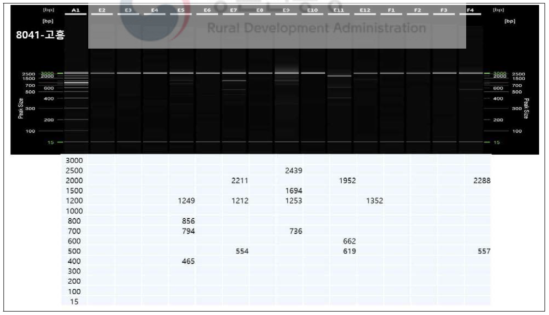 자동전기영동장치를 이용한 유전좌위 표시. E2~E6 6월에 채집된 개체들, E7~E11 8월에 채집된 개채들, E12~F4는 10월에 채집된 개체들. 왼쪽 끝에 정렬된 숫자는 standard임. 각 셀 밑에 숫자는 실제 bp를 의미함