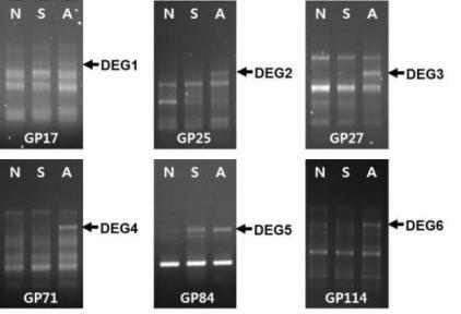 ACP-based GeneFishingTM PCR 분석결과 *Arrows indicate DEGs. N, no-treatment control; S, salt treatment; A, arsenic treatment; GP, GeneFishing™ PCR primer