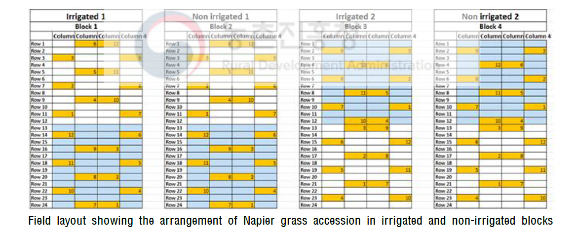Field layout showing the arrangement of Napier grass accession in irrigated and non-irrigated blocks