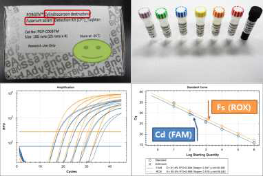 인삼 뿌리썩음병 관련 병원균(C. destructans, F. solani)밀도 진단 키트 및 졍량곡선