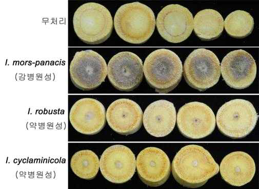 I. radicicola (C. destructans complex)species의 병원성 검정