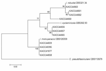 Histone H3(CYLH3F, CYLH3R) 유전자를 이용한 I. radicicola complex의 계통분석(Neighbor-joining 방법)