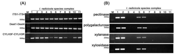 기존에 개발된 I. radicicola 검출마커(A)와 개발된 I. mors-panacis 검출마커(B) 비교