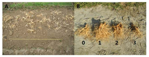 6년근 수확포장의 뿌리썩음병 발병률 조사(A) 및 발병지수 분석(B)
