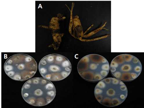 6년근 이병인삼(A) 및 병원균 분리(B, C) 사진