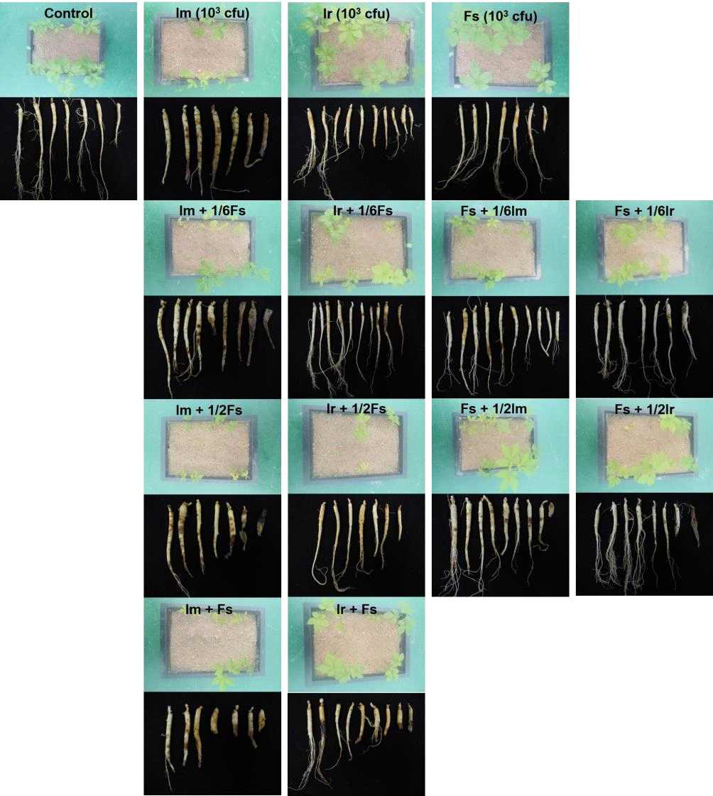 인삼뿌리썩음병 관련 병원균의 단독 혹은 복합처리에 따른 지상부 및 지하부 사진(6주)