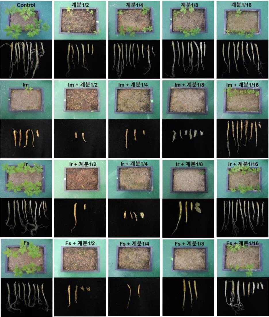 유기물 함량에 따른 인삼뿌리썩음병 관련 병원균의 병원성 검정(8주)