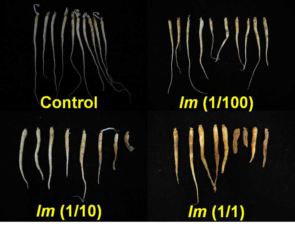 I. mors-panacis 이병토양 농도에 따른 뿌리썩음병 병원성 검정(접종 10주 사진)