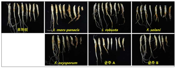 신규 인삼뿌리썩음병 관련 병원균(균주A, B)의 병원성 검정