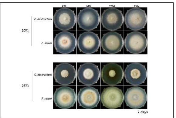 표준균주의 배지별 균사생장