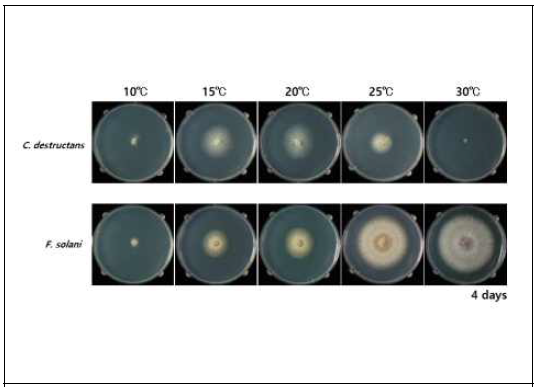 표준균주의 온도별 균사생장