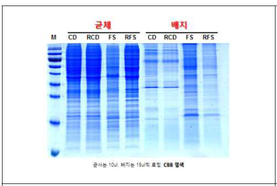 라디시콜 처리 후 단백질 분석