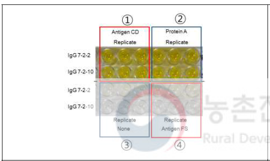 Cd 특이적 항원-항체 반응. 항원: ① Cd 분비단백질, ② Protein A, ③ 항원 없음, ④ Fs 분비단백질