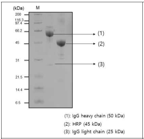 IgG-HRP의 SDS-PAGE 결과