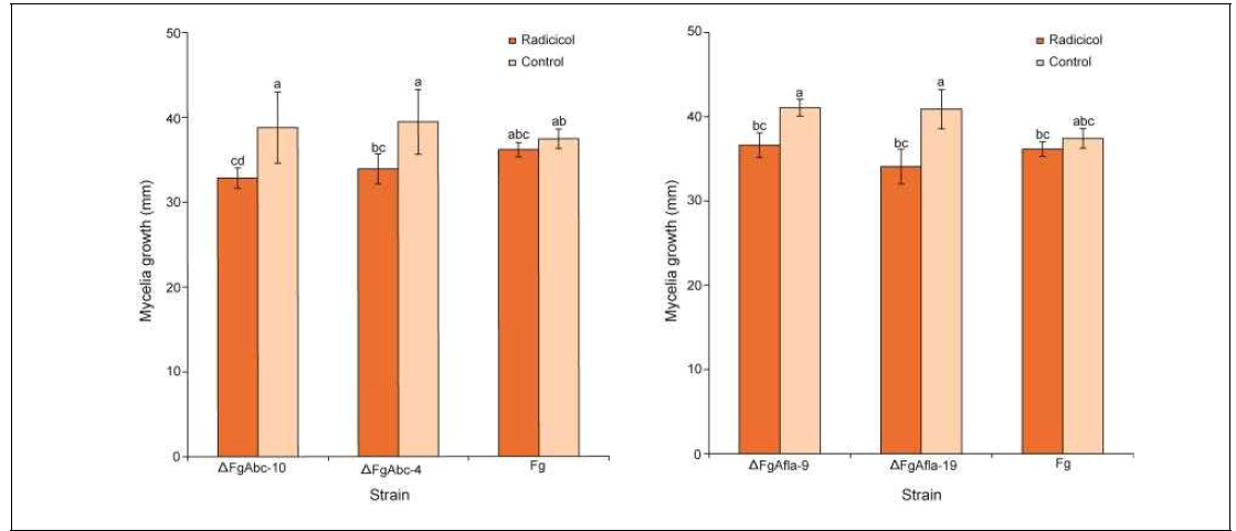 라디시콜에 대한 삭제변이체의 균사 생장 비교